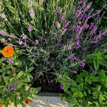 Дом отдыха Melisa Мозирье