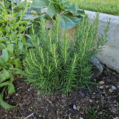 Holiday home Melisa Mozirje