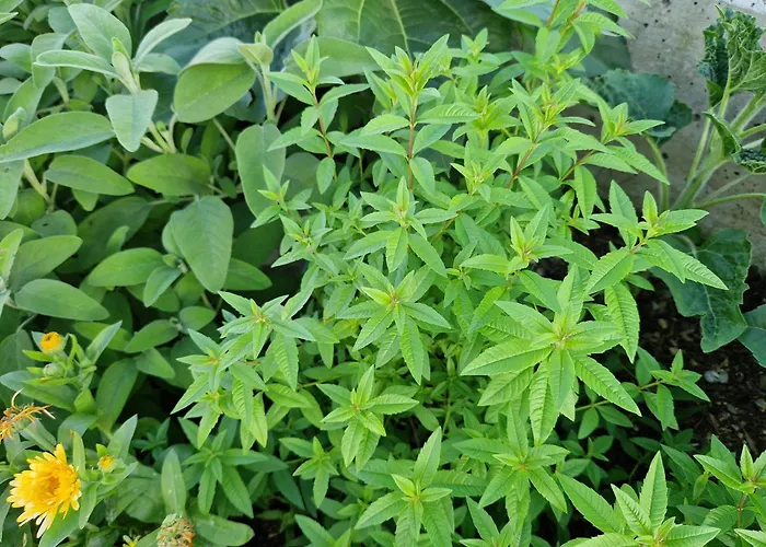 Melisa Мозирье