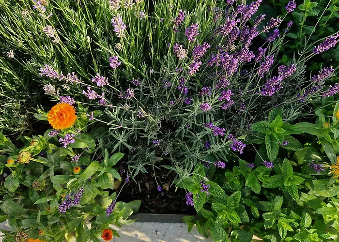 別荘 Melisa モジリェ