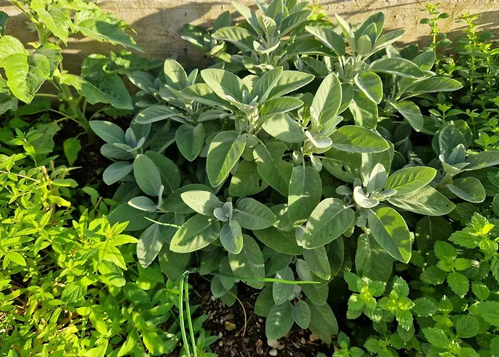 Melisa * モジリェ